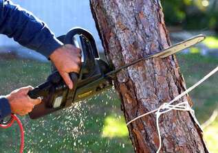 best tree care services aberdeen nc