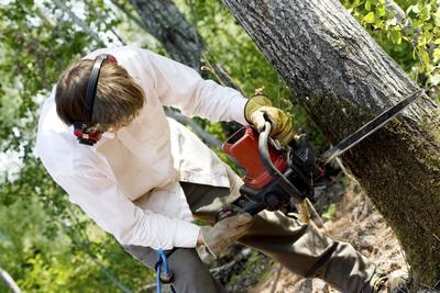 Fayetteville NC Tree Removal Services