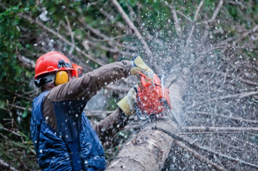 Fayetteville Tree Removal Services