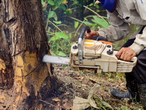 fayetteville tree removal service